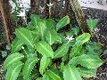 Brazilian Calathea, Capathea / Calathea loeseneri